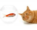 cat-and-fish-wp-1280.jpg